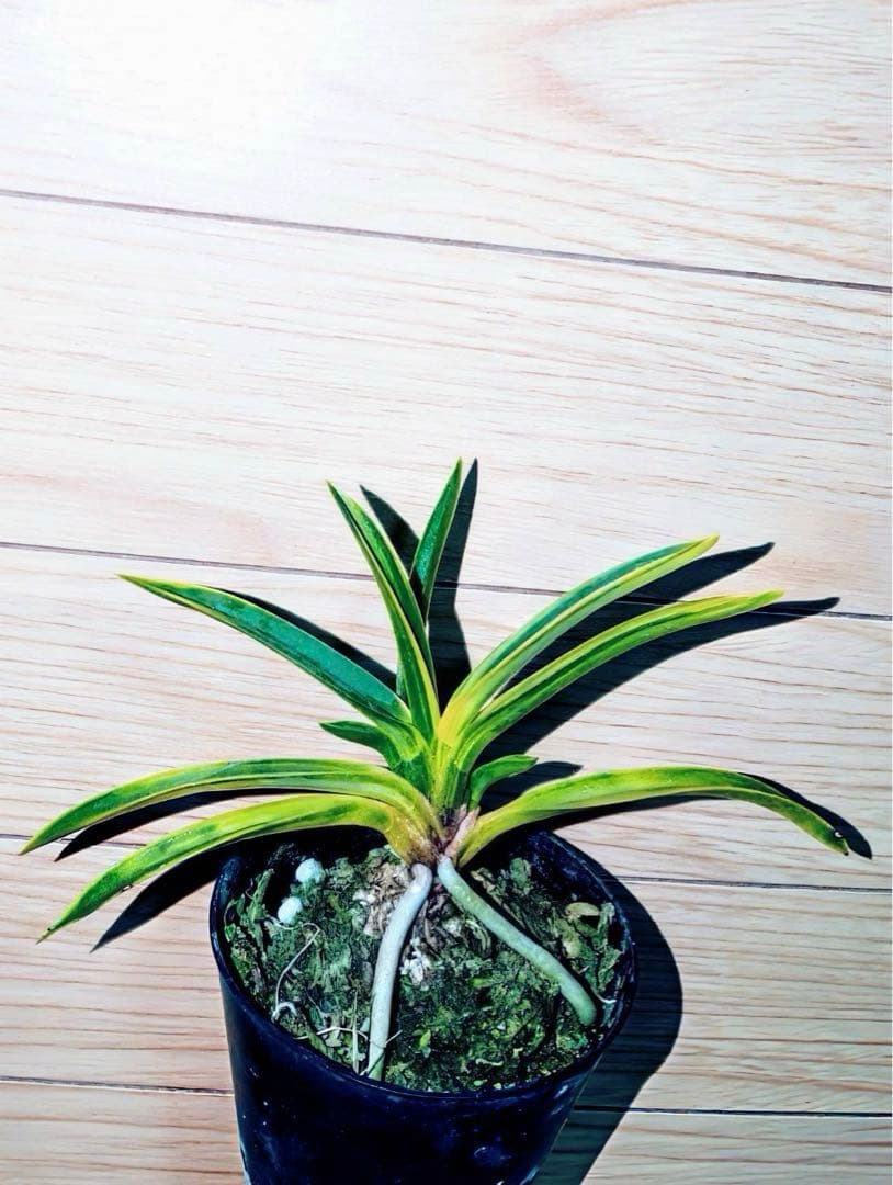 【迎春特別出品】富貴蘭「天王羆の縞」